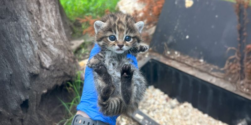 A keeper in a blue shirt holds up a small spotted black-footed cat kitten outdoors.