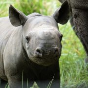 A young black rhino calf stands in grass beside the leg of an adult rhino, ears forward.