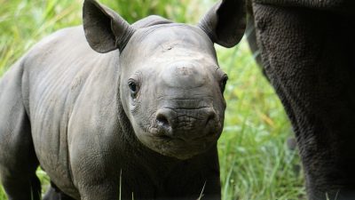 A young black rhino calf stands in grass beside the leg of an adult rhino, ears forward.