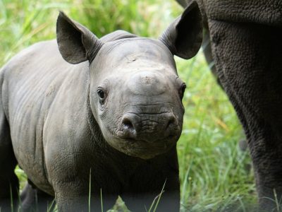 A young black rhino calf stands in grass beside the leg of an adult rhino, ears forward.
