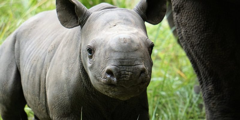 A young black rhino calf stands in grass beside the leg of an adult rhino, ears forward.