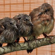 Three young blue-eyed ground doves perch together on a lichen-covered branch inside an aviary.