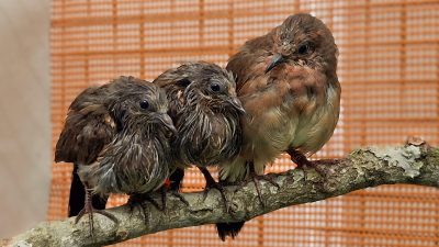 Three young blue-eyed ground doves perch together on a lichen-covered branch inside an aviary.