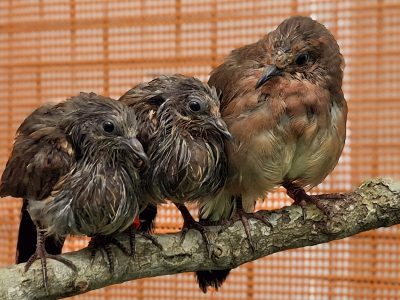Three young blue-eyed ground doves perch together on a lichen-covered branch inside an aviary.