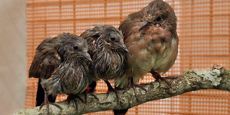 Three young blue-eyed ground doves perch together on a lichen-covered branch inside an aviary.