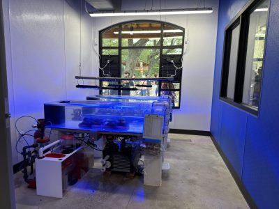Rows of shallow coral propagation tanks lit blue sit on white benches inside the Brewer Ocean Conservation Lab, with guests visible through an arched window.