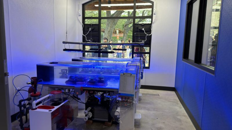 Rows of shallow coral propagation tanks lit blue sit on white benches inside the Brewer Ocean Conservation Lab, with guests visible through an arched window.