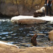 A keeper stands beside one California sea lion on a rock ledge while a second sea lion looks up from the water below.