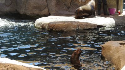 A keeper stands beside one California sea lion on a rock ledge while a second sea lion looks up from the water below.
