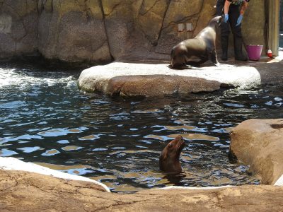 A keeper stands beside one California sea lion on a rock ledge while a second sea lion looks up from the water below.