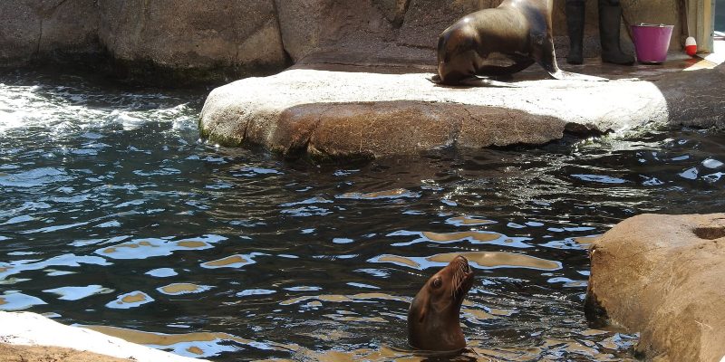A keeper stands beside one California sea lion on a rock ledge while a second sea lion looks up from the water below.