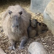 An adult capybara lies on wood mulch with two much smaller pups tucked against its side beside a boulder.