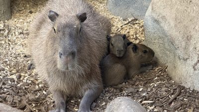 An adult capybara lies on wood mulch with two much smaller pups tucked against its side beside a boulder.