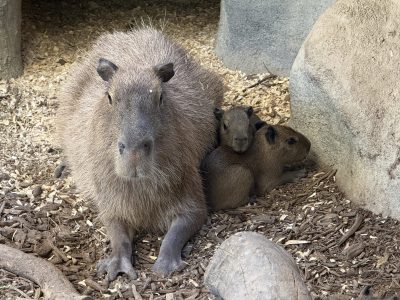 An adult capybara lies on wood mulch with two much smaller pups tucked against its side beside a boulder.