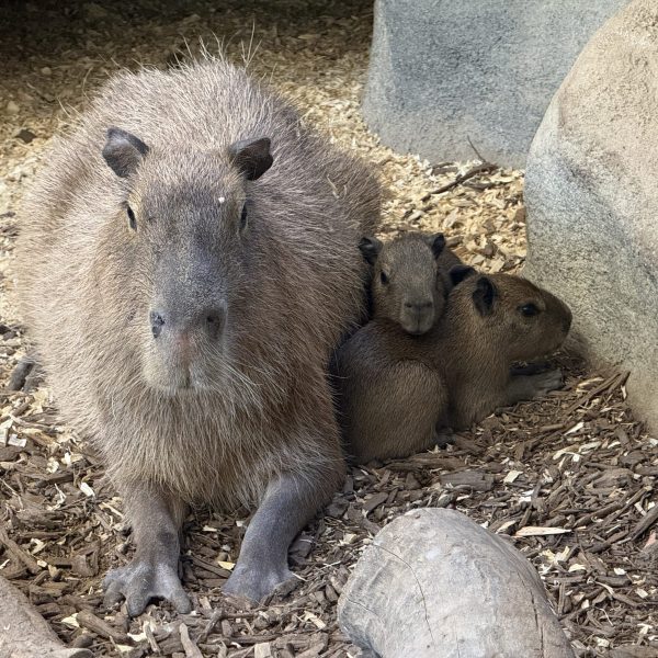 An adult capybara lies on wood mulch with two much smaller pups tucked against its side beside a boulder.