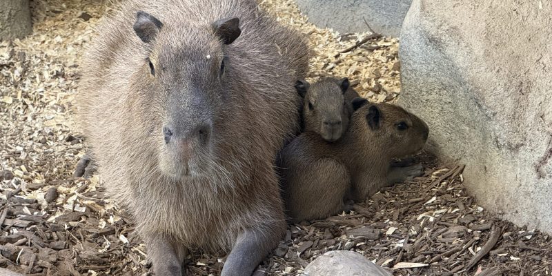 An adult capybara lies on wood mulch with two much smaller pups tucked against its side beside a boulder.