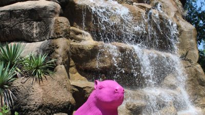 A bright pink capybara sculpture sits on a rock in front of a tiered waterfall at the Little Rock Zoo.