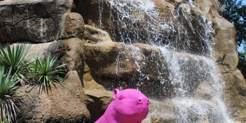 A bright pink capybara sculpture sits on a rock in front of a tiered waterfall at the Little Rock Zoo.