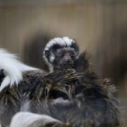 A cotton-top tamarin infant with a white crest rides on the back of an adult tamarin, a second adult visible at the left.