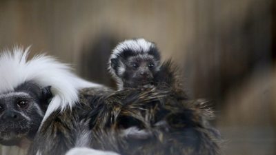 A cotton-top tamarin infant with a white crest rides on the back of an adult tamarin, a second adult visible at the left.