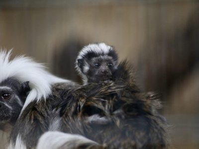 A cotton-top tamarin infant with a white crest rides on the back of an adult tamarin, a second adult visible at the left.
