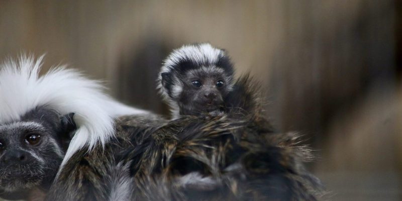 A cotton-top tamarin infant with a white crest rides on the back of an adult tamarin, a second adult visible at the left.