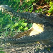 A crocodile rests in green vegetation with its jaws open, teeth and pale throat visible in sunlight.
