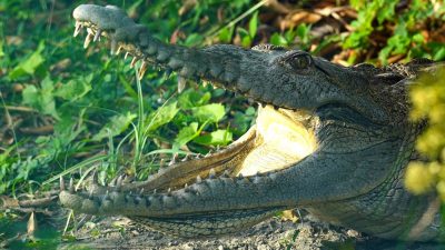A crocodile rests in green vegetation with its jaws open, teeth and pale throat visible in sunlight.