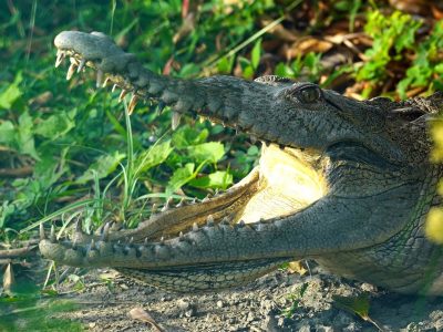 A crocodile rests in green vegetation with its jaws open, teeth and pale throat visible in sunlight.