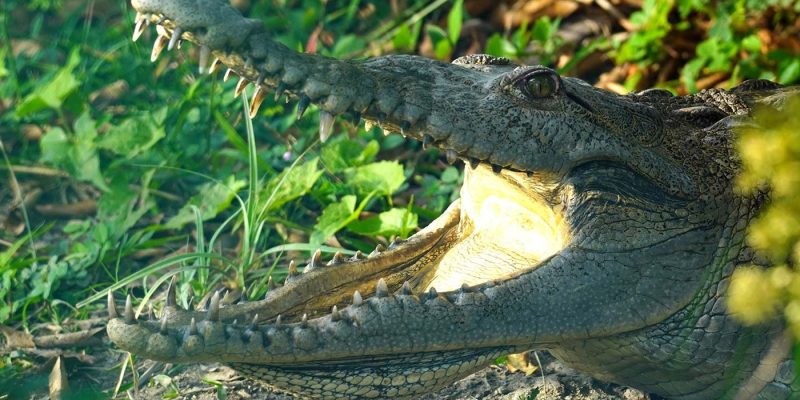 A crocodile rests in green vegetation with its jaws open, teeth and pale throat visible in sunlight.