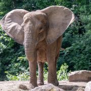 African elephant Natasha stands on a rocky rise with her ears spread wide, green trees behind her.