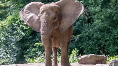 African elephant Natasha stands on a rocky rise with her ears spread wide, green trees behind her.