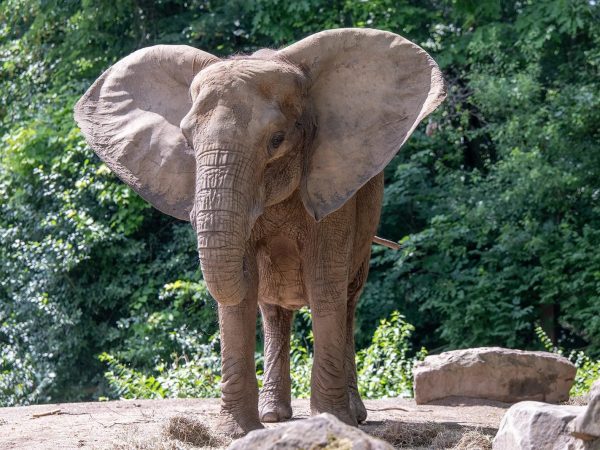 African elephant Natasha stands on a rocky rise with her ears spread wide, green trees behind her.
