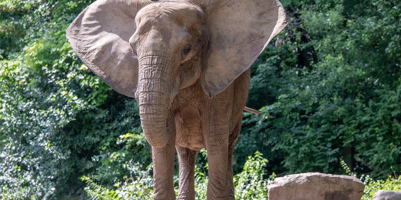 African elephant Natasha stands on a rocky rise with her ears spread wide, green trees behind her.