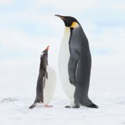 An adult emperor penguin stands on snow beside a much smaller gentoo penguin that is looking up at it with its beak open.