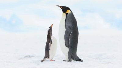 An adult emperor penguin stands on snow beside a much smaller gentoo penguin that is looking up at it with its beak open.