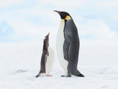 An adult emperor penguin stands on snow beside a much smaller gentoo penguin that is looking up at it with its beak open.
