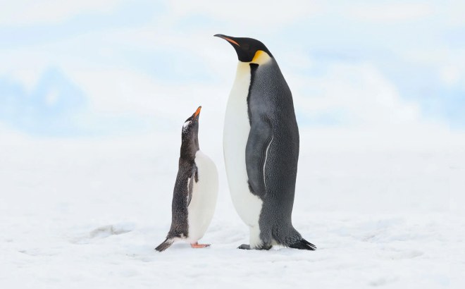 An adult emperor penguin stands on snow beside a much smaller gentoo penguin that is looking up at it with its beak open.