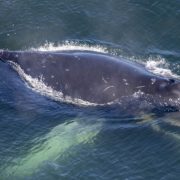 Aerial view of a humpback whale at the surface of dark blue water, its white pectoral flipper visible below.