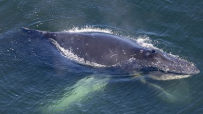Aerial view of a humpback whale at the surface of dark blue water, its white pectoral flipper visible below.