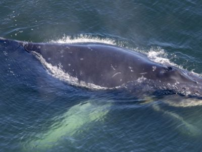 Aerial view of a humpback whale at the surface of dark blue water, its white pectoral flipper visible below.