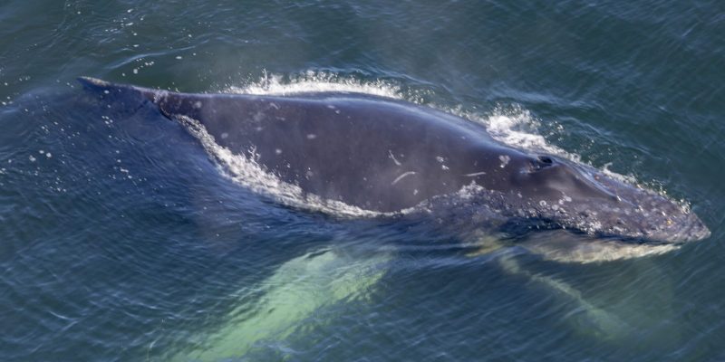 Aerial view of a humpback whale at the surface of dark blue water, its white pectoral flipper visible below.