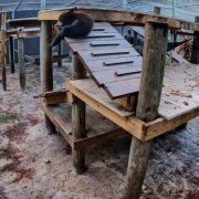 A timestamped habitat camera view of a Florida black bear cub resting on a raised wooden platform in an outdoor rehabilitation enclosure.