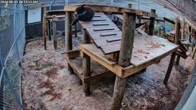 A timestamped habitat camera view of a Florida black bear cub resting on a raised wooden platform in an outdoor rehabilitation enclosure.