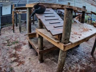 A timestamped habitat camera view of a Florida black bear cub resting on a raised wooden platform in an outdoor rehabilitation enclosure.