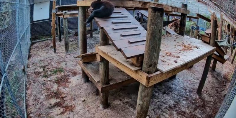 A timestamped habitat camera view of a Florida black bear cub resting on a raised wooden platform in an outdoor rehabilitation enclosure.