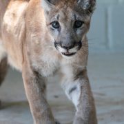 A young Florida panther walks toward the camera across a pale concrete floor, ears forward and mouth slightly open.