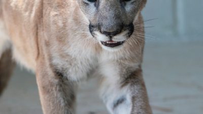 A young Florida panther walks toward the camera across a pale concrete floor, ears forward and mouth slightly open.