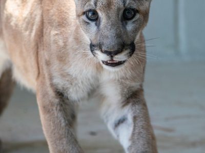 A young Florida panther walks toward the camera across a pale concrete floor, ears forward and mouth slightly open.