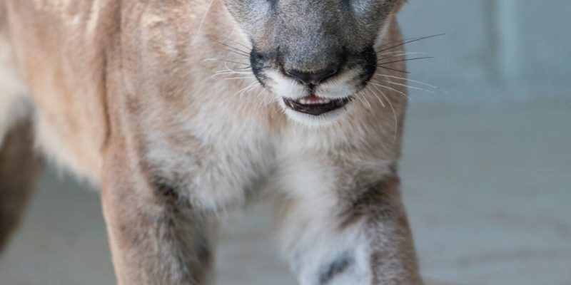 A young Florida panther walks toward the camera across a pale concrete floor, ears forward and mouth slightly open.